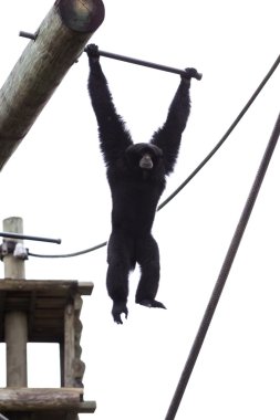 Siamang Gibbon
