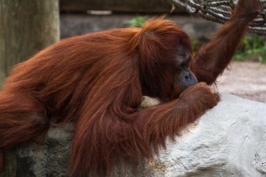 Bornean orangutanı - Pongo pigmaeus