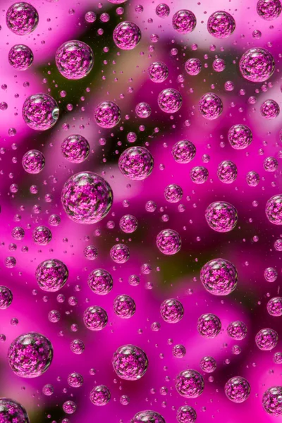 Flores em gotas de água — Fotografia de Stock