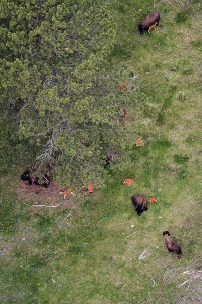 Aerial view of a buffalo herd — Stock Photo, Image