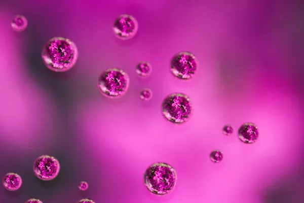 Flores en gotas de agua —  Fotos de Stock