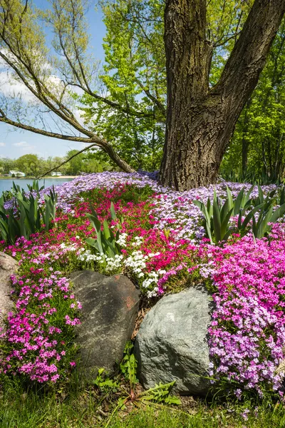 Phloxgarten — Stockfoto