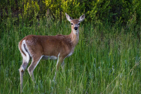 Female Deer — Stock Photo, Image