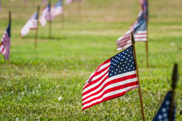 Us flags in a veterans cemetery on Veterans day 