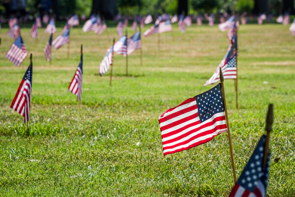 Us flags in a veterans cemetery on Veterans day 