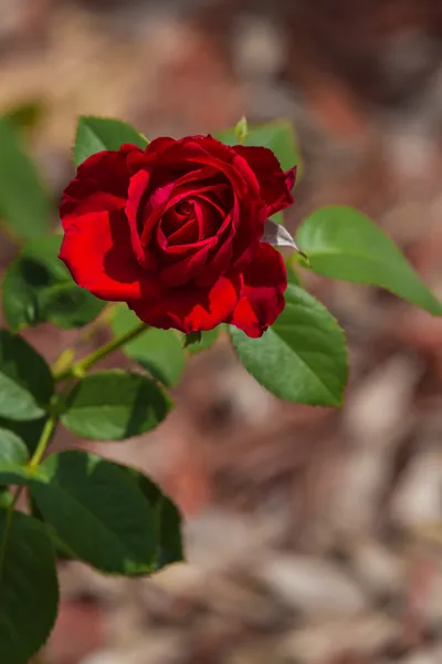 Red rose bush — Stockfoto