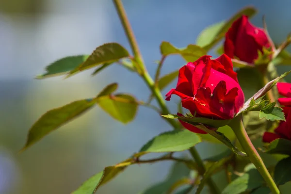 Red rose bush — Stockfoto