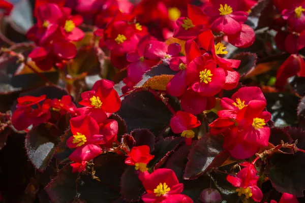 Flores de Begonia — Foto de Stock