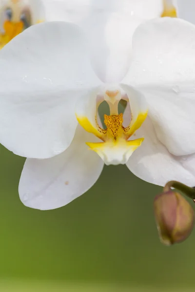 White Orchid — Stock Photo, Image