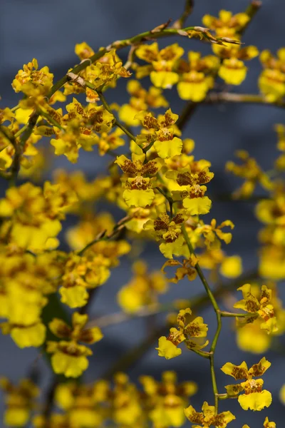 黄色の蘭クラスター — ストック写真