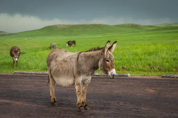 Burros silvestres — Foto de Stock