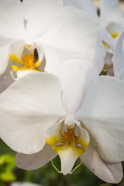 Weiße Orchidee — Stockfoto