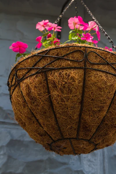 Hanging flower pot — Stock Photo, Image