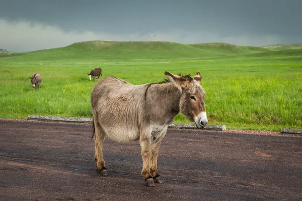 Дикі burros — стокове фото