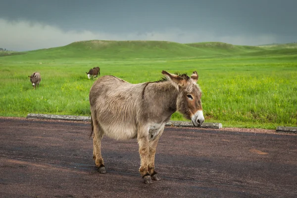 Burros silvestres — Foto de Stock