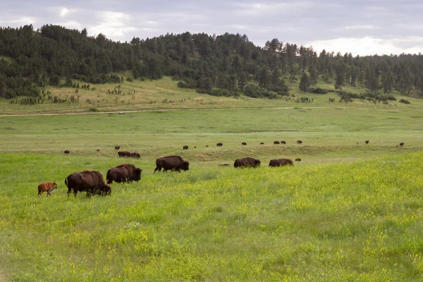 Bufalo americano — Foto Stock