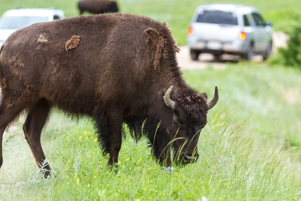 Amerikan buffalo — Stok fotoğraf