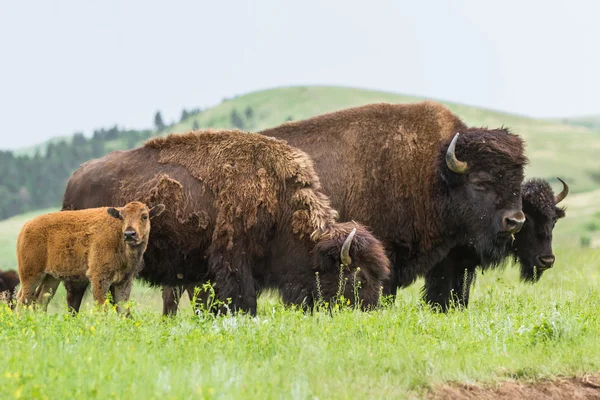 Amerikan buffalo — Stok fotoğraf