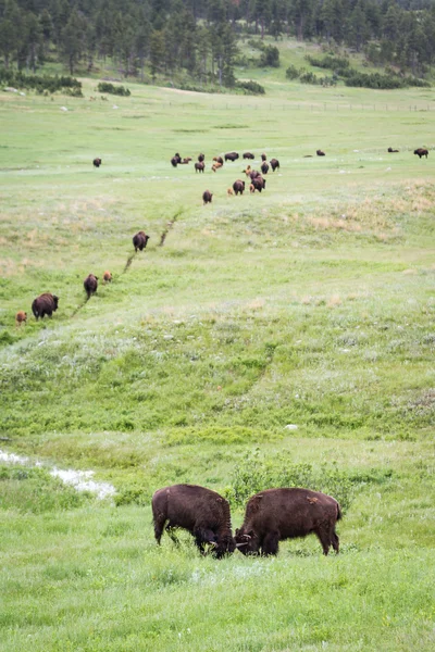 Amerikanska buffalo — Stockfoto