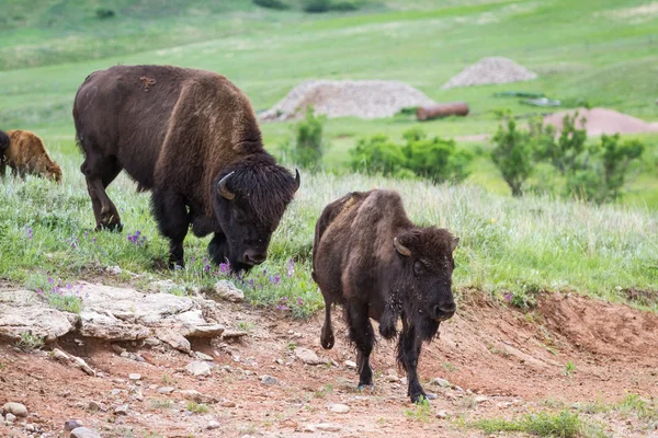 American buffalo — Stock Fotó