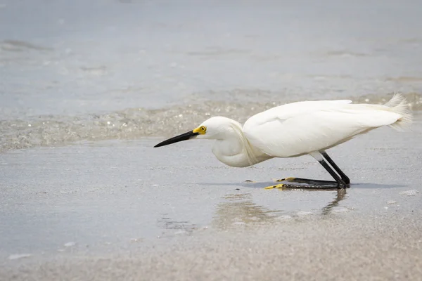 Snowy egret — Stock Photo, Image