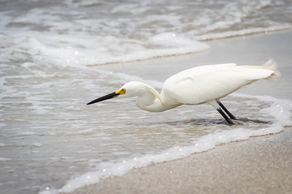 Snowy egret — Stock Photo, Image