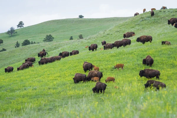 Amerikan buffalo — Stok fotoğraf