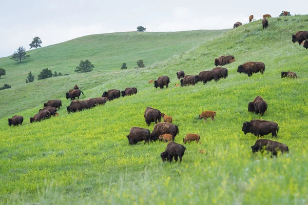 Amerikanska buffalo — Stockfoto