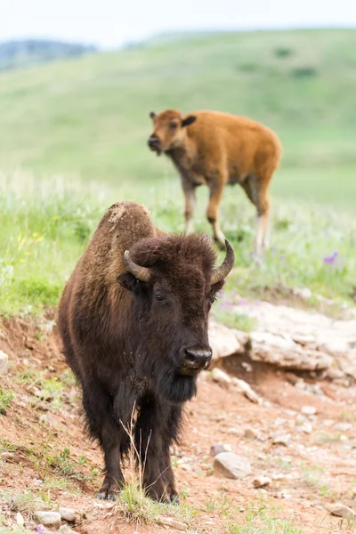 Amerikan buffalo — Stok fotoğraf