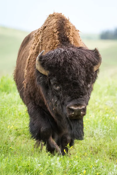 Amerikanska buffalo — Stockfoto