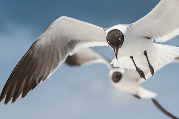 Seagull in flight — Stock Photo, Image