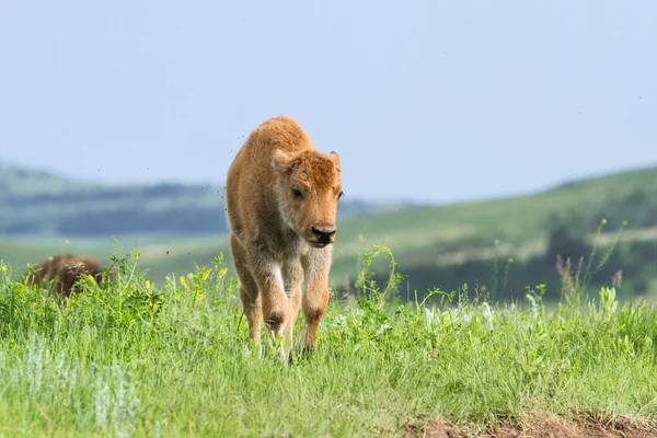 American Buffalo calf — Stock Photo, Image