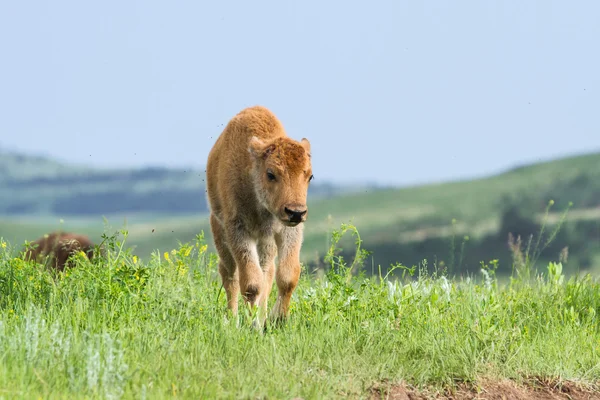 Amerikanisches Büffelkalb — Stockfoto