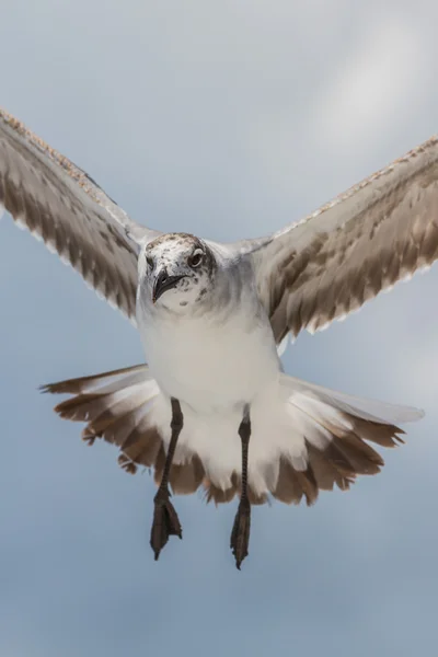 Måsen under flygning — Stockfoto