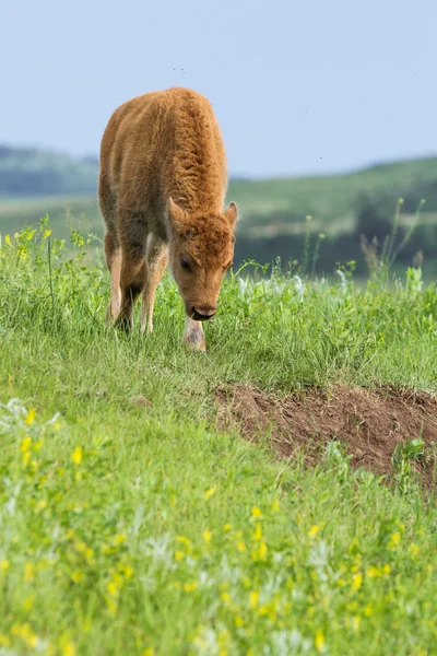 Ternera de búfalo americano — Foto de Stock