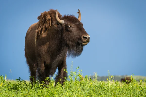 美洲野牛 — 图库照片