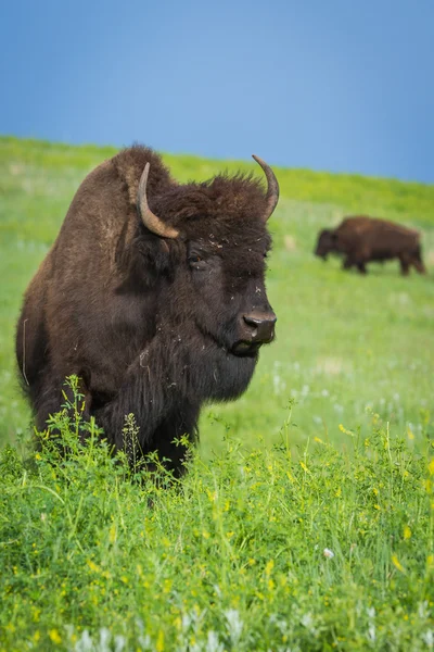 Amerikan buffalo — Stok fotoğraf