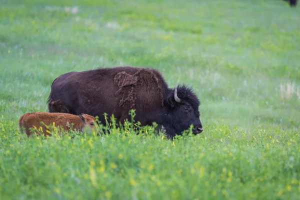Búfalo americano — Foto de Stock