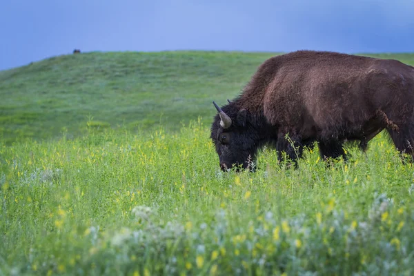 American Buffalo — Stock Photo, Image