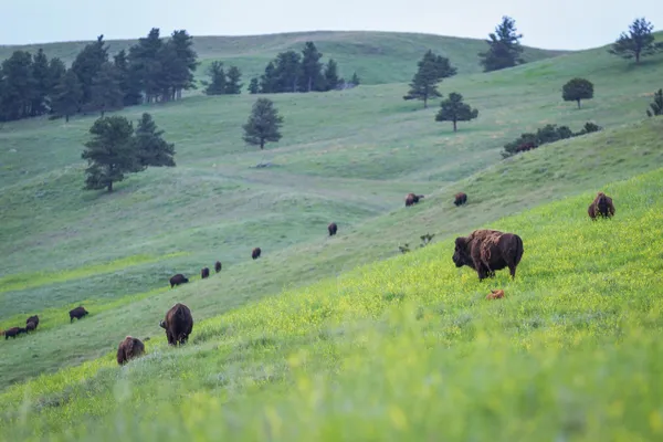 Amerikanska buffalo — Stockfoto