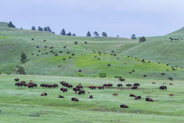 American Buffalo — Stock Photo, Image