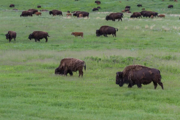 Amerikan buffalo — Stok fotoğraf