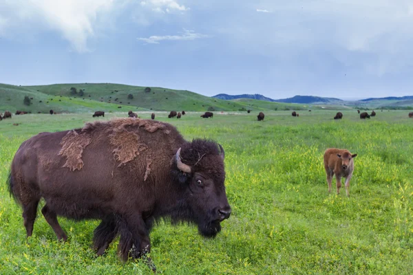 Amerikanska buffalo — Stockfoto