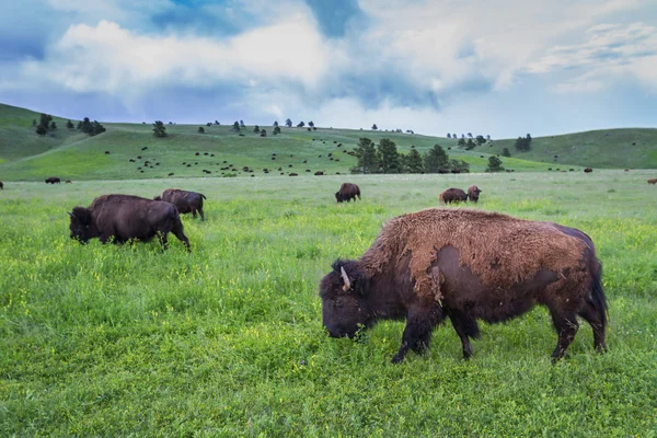 American buffalo — Φωτογραφία Αρχείου