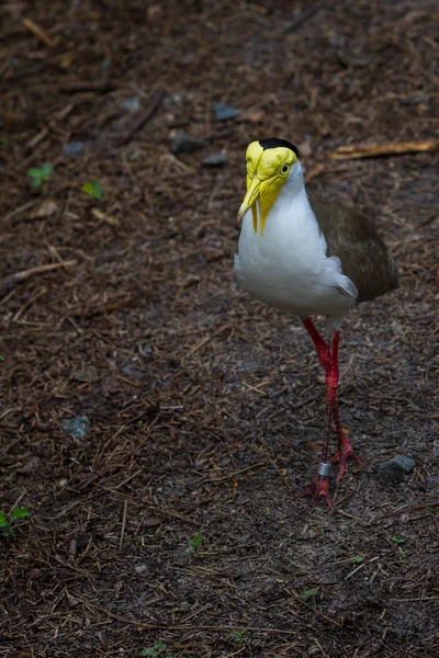 Masked lapwing — Stock Photo, Image