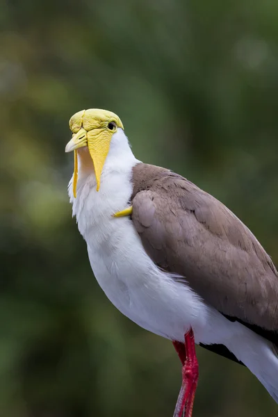 Maskované lapwing — Stock fotografie