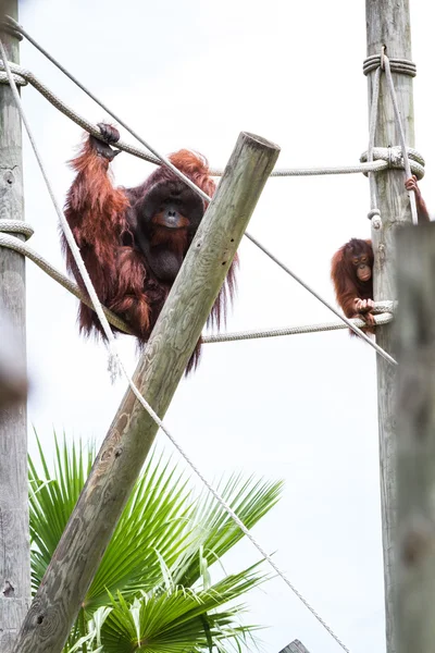 Orango borneo - Pongo pigmeo — Foto Stock