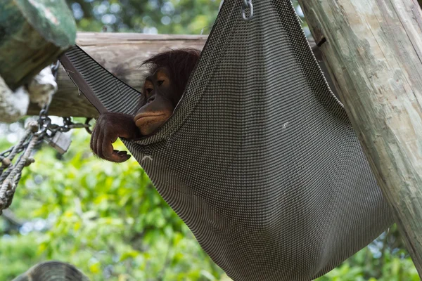 Borneaanse orang-oetan - Pongo pygmaeus — Stockfoto