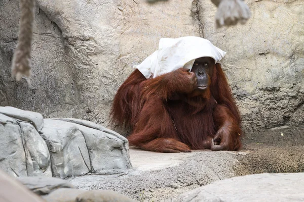 Orangutan Borneano - Pongo pygmaeus — Fotografia de Stock