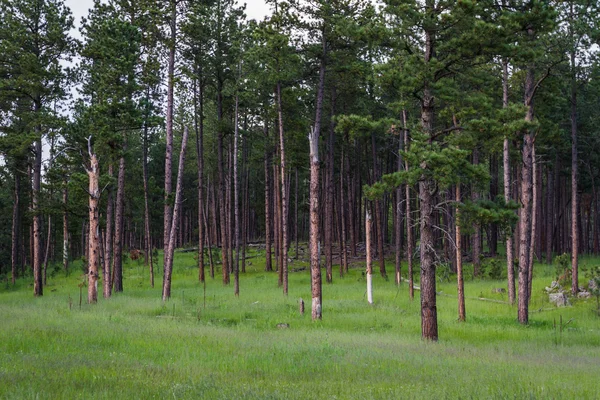 Pijnbomen in South Dakota — Stockfoto
